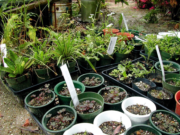 Lois und Franziska Weinberger, Toyota Museum, Japan