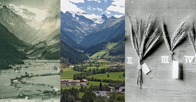 Milders, Stubaital, 1940 und 2007; Getreideährensammlung, 1922 – © KuLaWi, Land Tirol Milders, Stubaital, 1940 und 2007; Getreideährensammlung, 1922