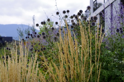 Grünraumplanung Rosa-Hofmann-Straße