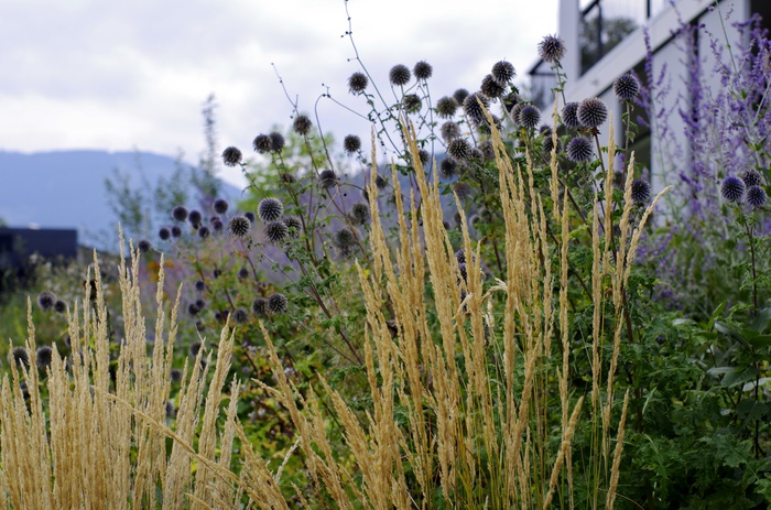 Grünraumplanung Rosa-Hofmann-Straße