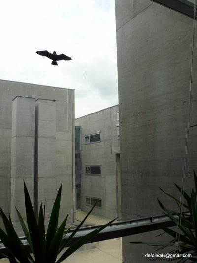 Inffeldgründe TU Graz, Riegler Riewe Architekten